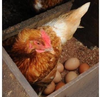 6 free range Pullet Eggs