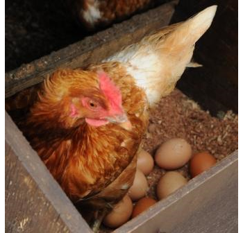 6 free range Pullet Eggs