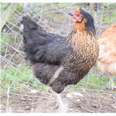 Rhode Rock POL chicken