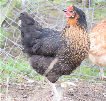Chickens - Rhode Rock - available Mar/Apr
