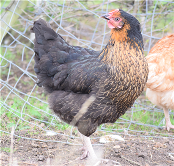 Rhode Rock POL chicken