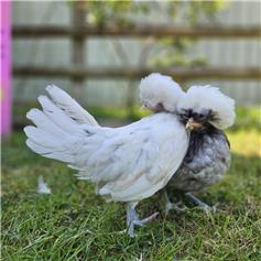 Polish bantam chicken - Blue