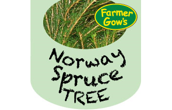 Norway Spruce ~ 2.5/3 m (9')