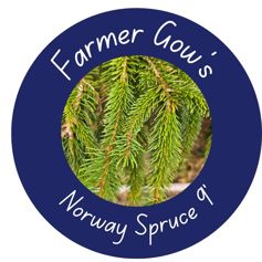 Norway Spruce ~ 2.5/3 m (9 feet)