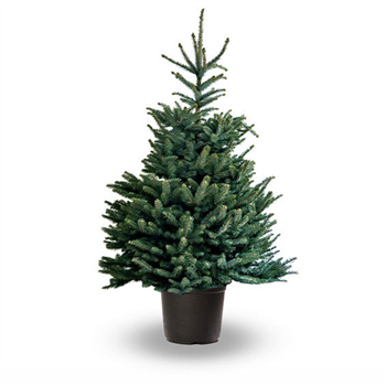 Blue Spruce, pot grown - 80/100 cm