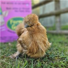 Silkie bantam chicken - Golden