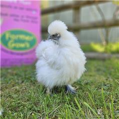 Silkie bantam chicken - White