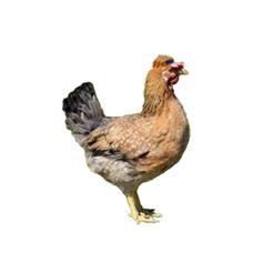 Chickens - Blue Emerald - Mar/Apr