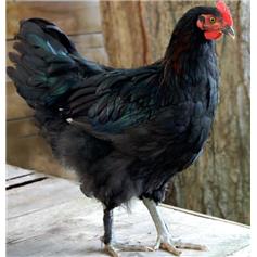 Chickens - Copper Black Maran - May/Jun