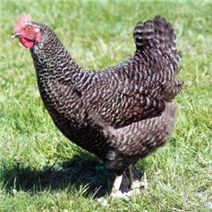 Speckledy pullets (young chickens), 10~11 weeks