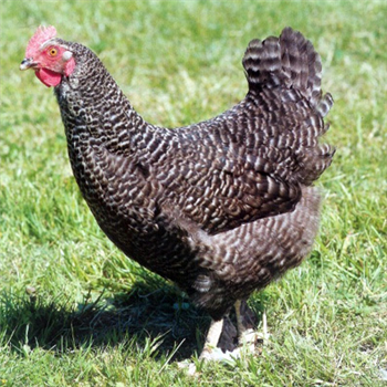 Speckledy pullets (young chickens), 10~11 weeks