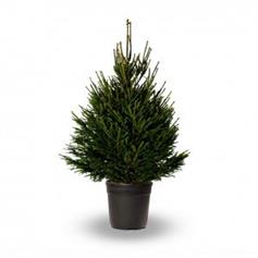 Norway Spruce, pot grown - 100/125 cm