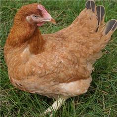 Chickens - Calder Ranger - available Sep/Oct