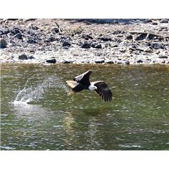 Fish Eagle, Skagway, Alaska