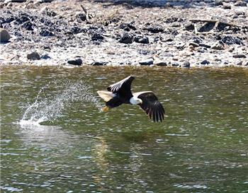 Fish Eagle, Skagway, Alaska