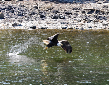 Fish Eagle, Skagway, Alaska