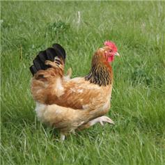 Buff Sussex pullets (young chickens), 10 to 11 weeks