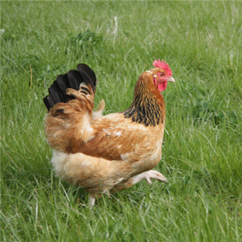 Buff Sussex pullets (young chickens), 10 to 11 weeks