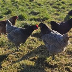 Beechwood Blue Pullets (young chickens) - 10~11 weeks