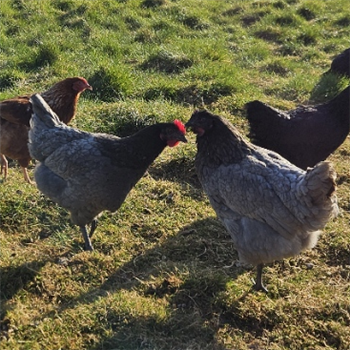 Beechwood Blue Pullets (young chickens) - 10~11 weeks