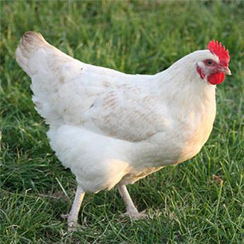 Amberlink POL chicken