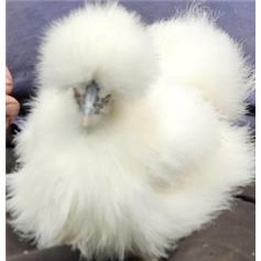 Silkie POL chicken - White