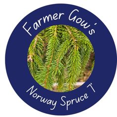 Norway Spruce ~ 2/2.25 m (7 feet)