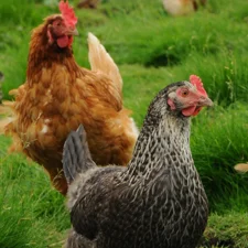 Chickens