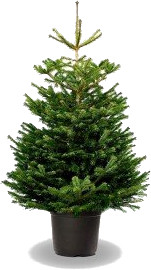 Pot grown Nordmann Fir tree