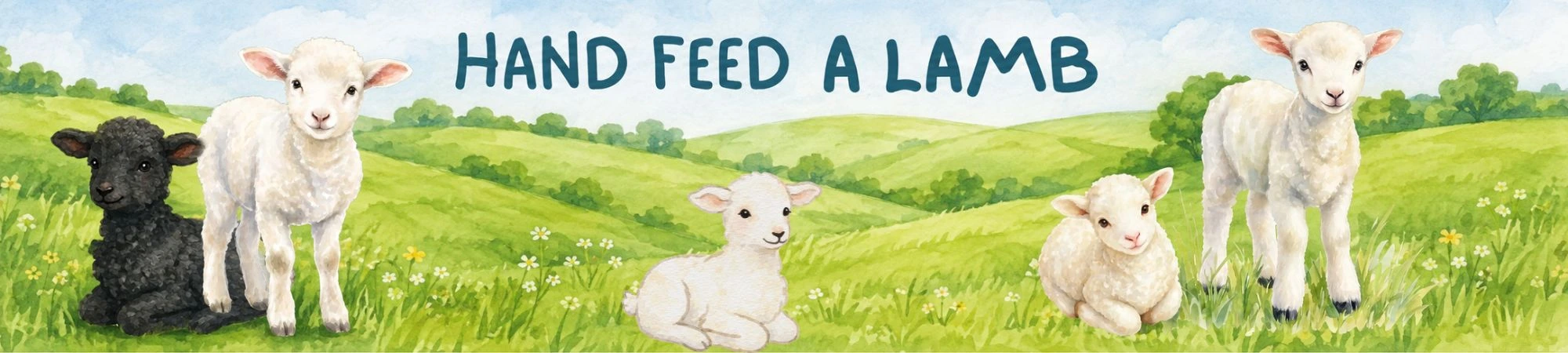 Hand feed a lamb